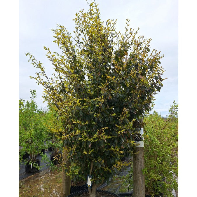 Sycoparrotia semidecidua