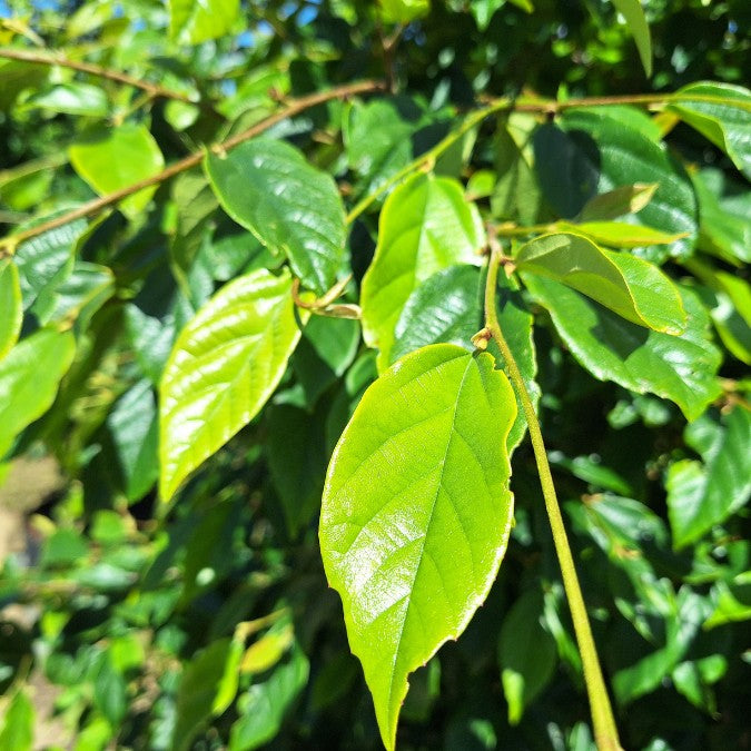 Sycoparrotia semidecidua