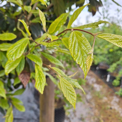 Sycoparrotia semidecidua