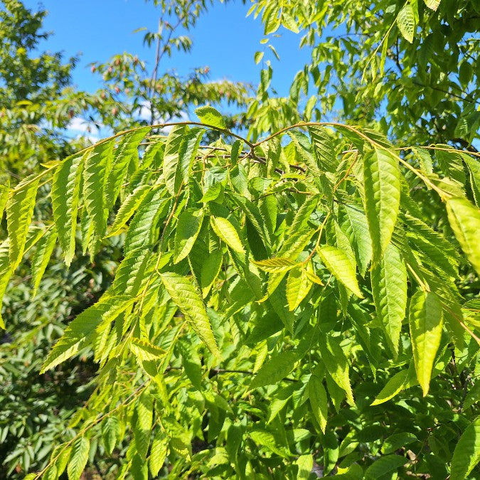 Carpinus caroliniana