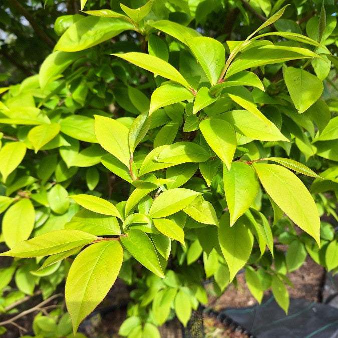 Stewartia rostrata