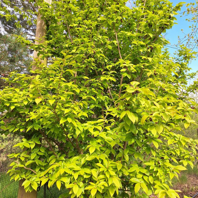 Stewartia rostrata