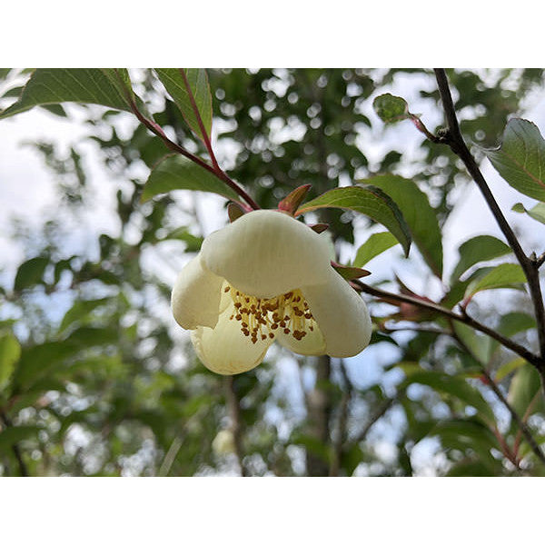 Stewartia rostrata