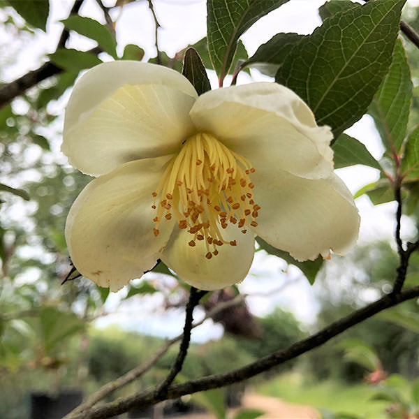 Stewartia rostrata