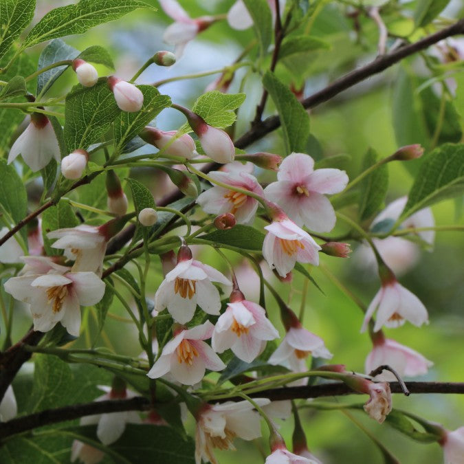 Styrax japonicus 'Pink Chimes'