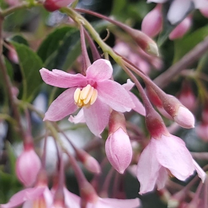 Styrax japonicus 'Pink Chimes'