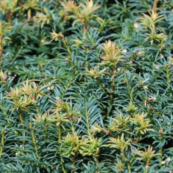 Taxus baccata 'Elegantissima' (Topiary)
