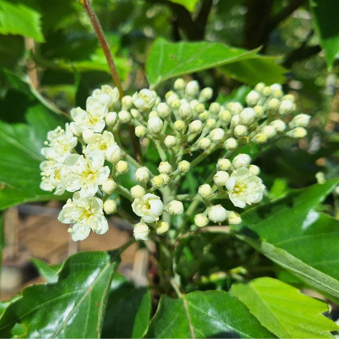 Sorbus torminalis