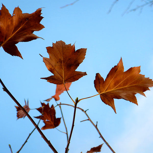 Sorbus torminalis – Majestic Trees