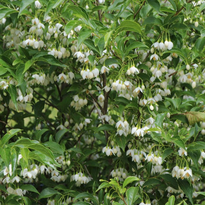 Styrax japonicus 'Snowcone'