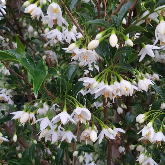 Styrax japonicus 'Snowcone'