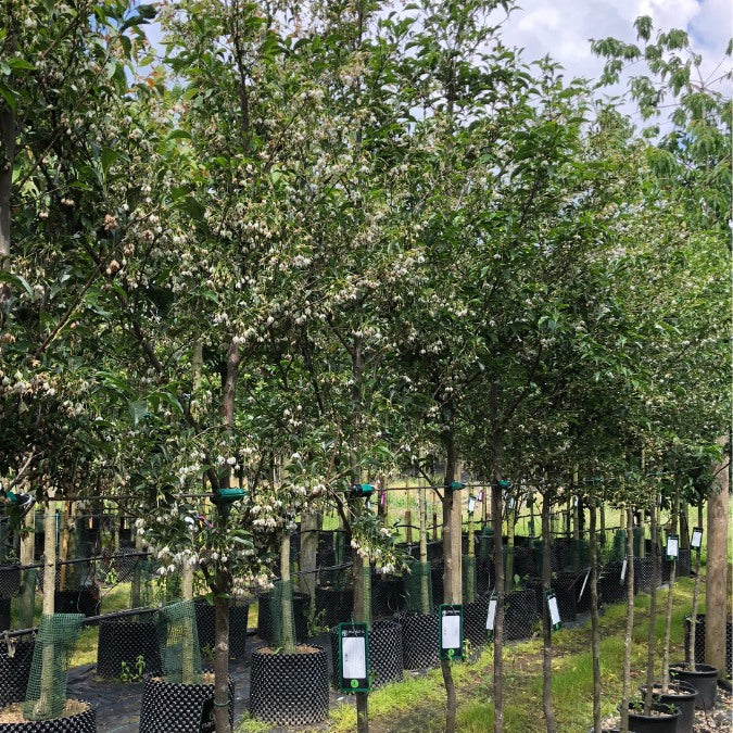 Styrax japonicus 'Snowcone'