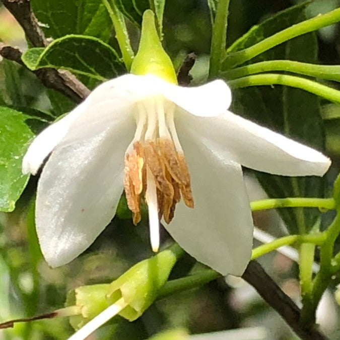 Styrax japonicus 'Snowcone'