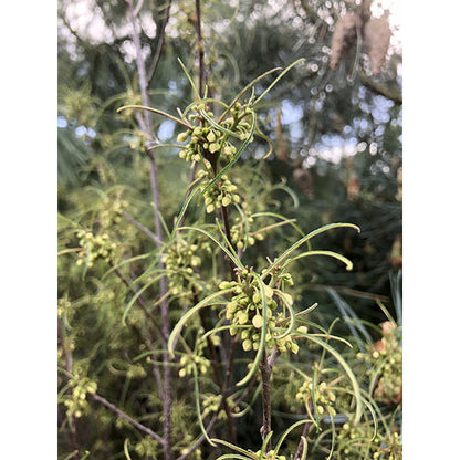 Rhamnus frangula 'Asplenifolia'