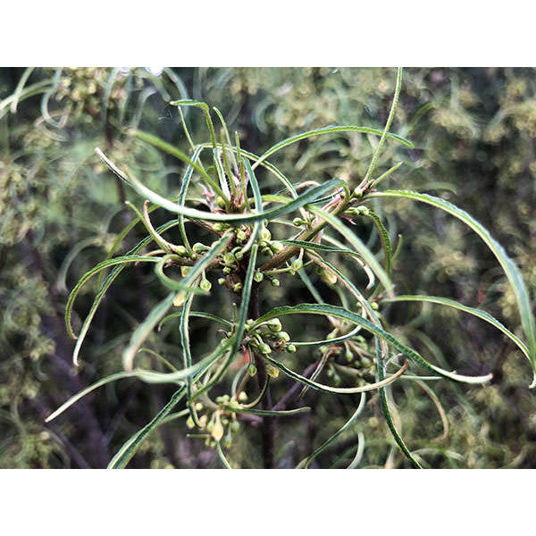 Rhamnus frangula 'Asplenifolia'