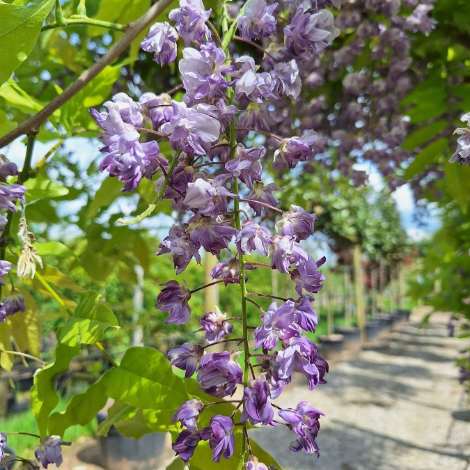 Wisteria floribunda 'Yae-kokuryu'