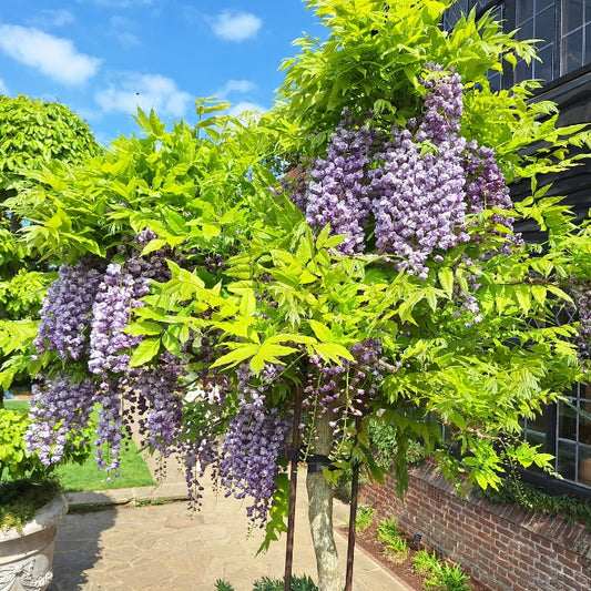 Wisteria floribunda 'Yae-kokuryu'