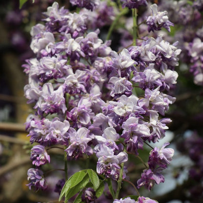 Wisteria floribunda 'Yae-kokuryu'