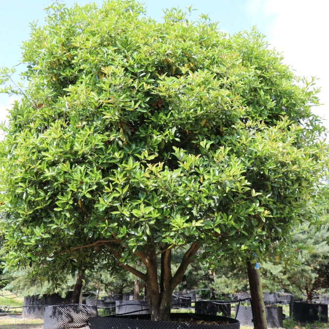 Osmanthus armatus