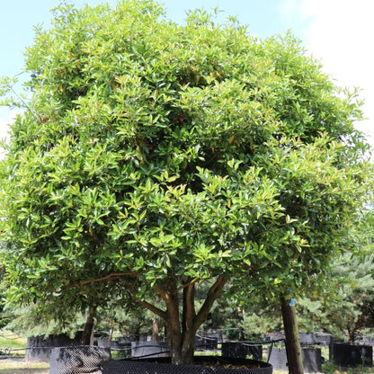 Osmanthus armatus