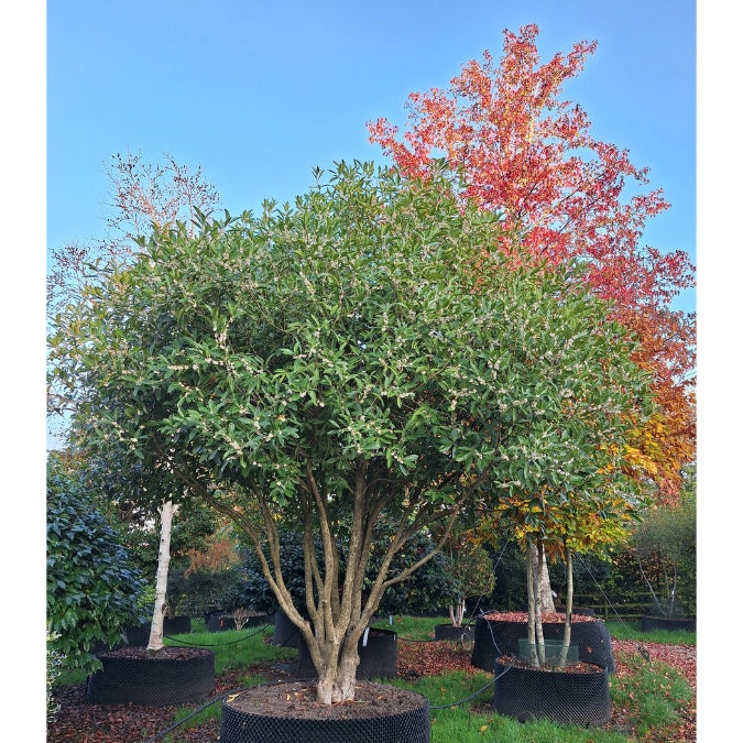 Osmanthus armatus
