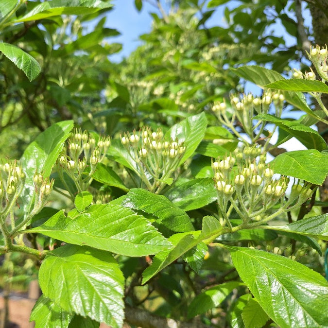 Crataegus succulenta 'Jubilee'