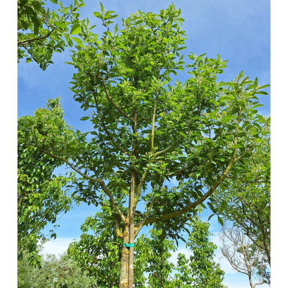 Crataegus succulenta 'Jubilee'