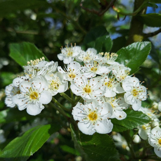 Crataegus succulenta 'Jubilee'