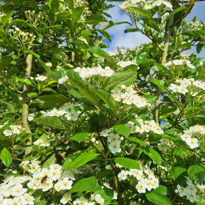 Crataegus succulenta 'Jubilee'