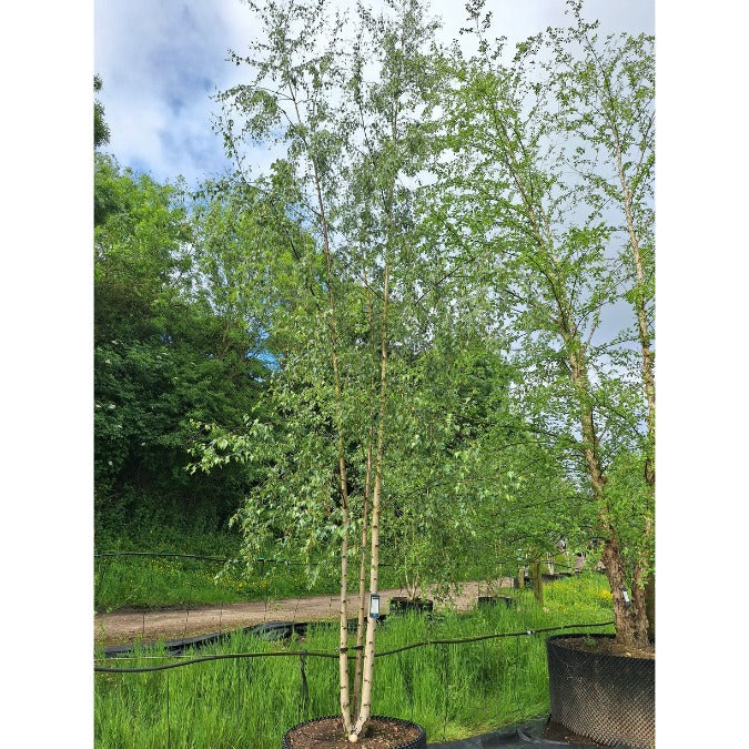 Betula pendula 'Dalecarlica'