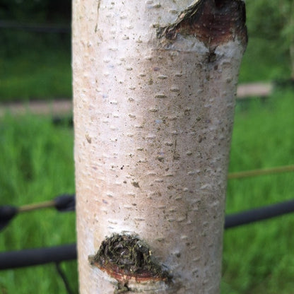 Betula pendula 'Dalecarlica'