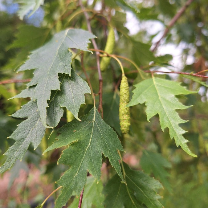 Betula pendula 'Dalecarlica'