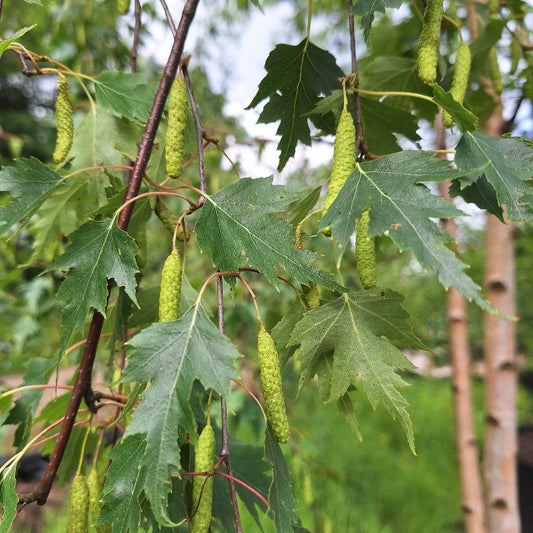 Betula pendula 'Dalecarlica'