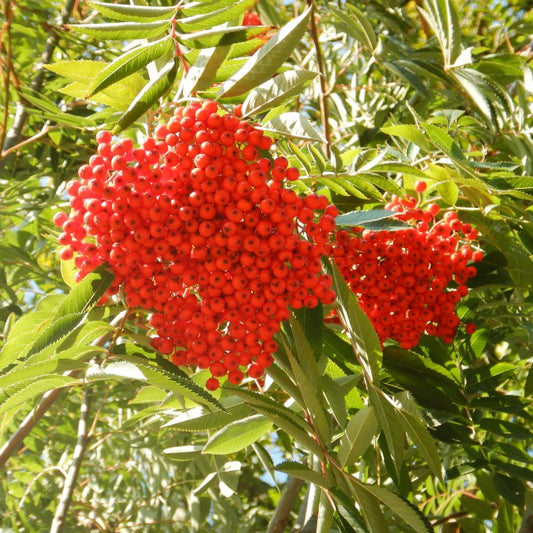 Sorbus commixta 'Belmonte'