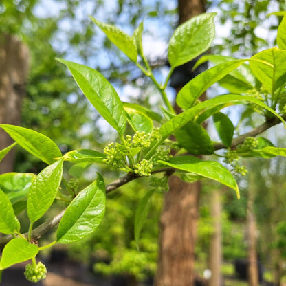 Maclura pomifera