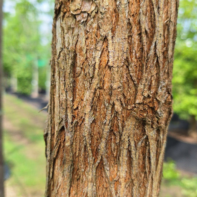 Maclura pomifera