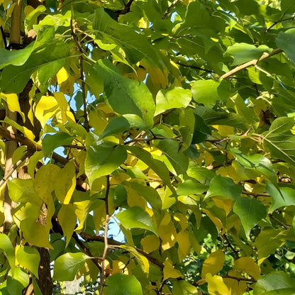 Maclura pomifera