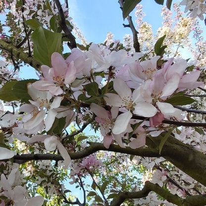 Malus 'Red Obelisk'