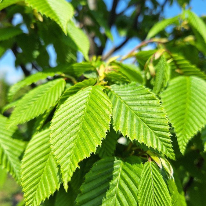 Carpinus betulus 'Lucas'