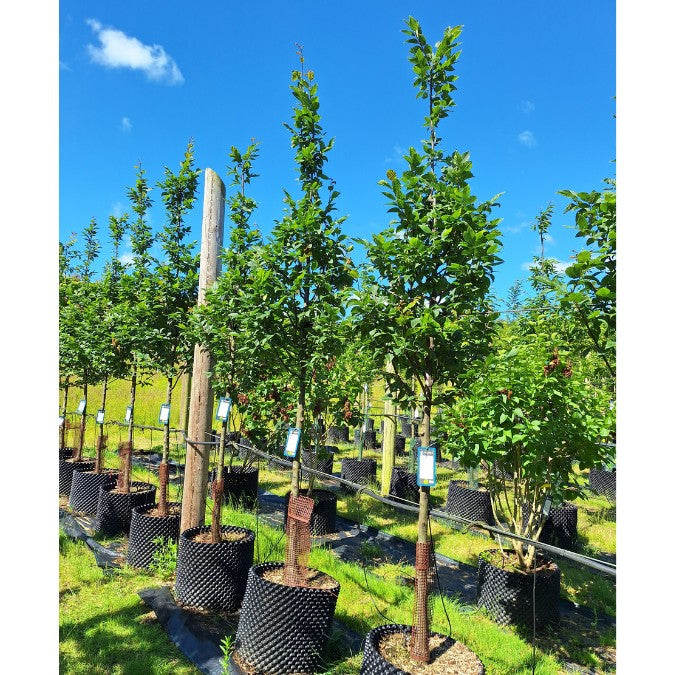 Carpinus betulus 'Lucas'