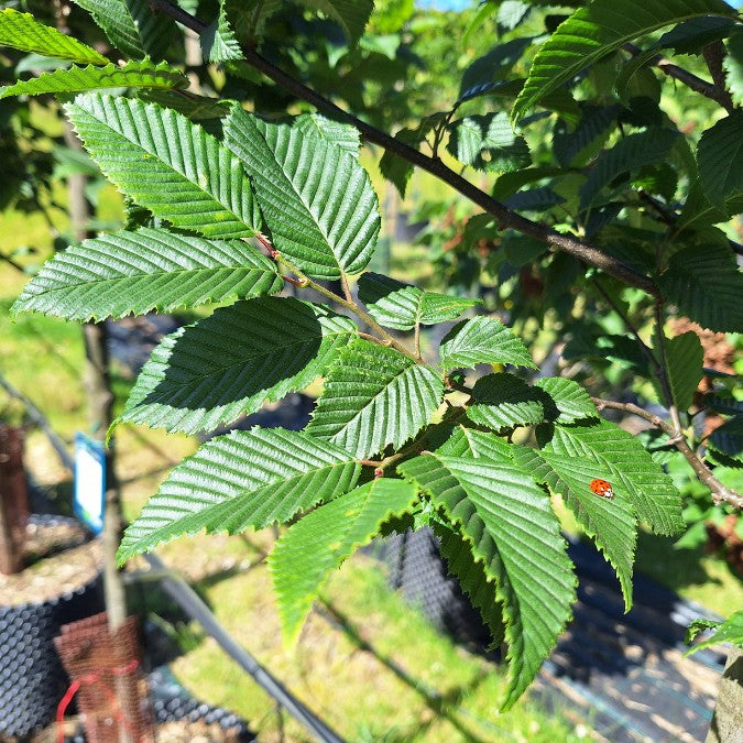 Carpinus betulus 'Lucas'