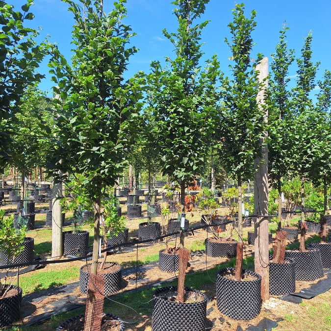 Carpinus betulus 'Lucas'