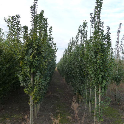 Carpinus betulus 'Lucas'