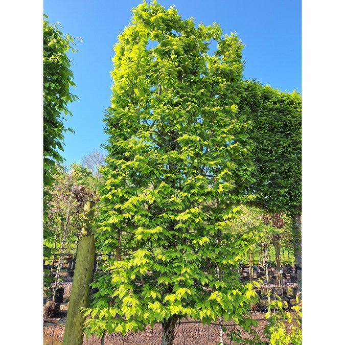 Carpinus b. 'Albert Beeckman' (Pleached)