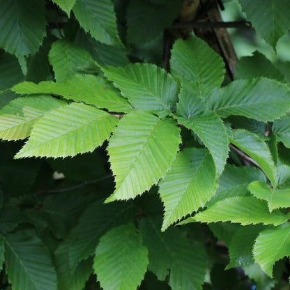 Carpinus b. 'Albert Beeckman' (Pleached)