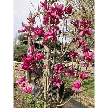 Magnolia 'Black Tulip'