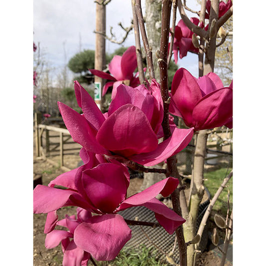 Magnolia 'Black Tulip'