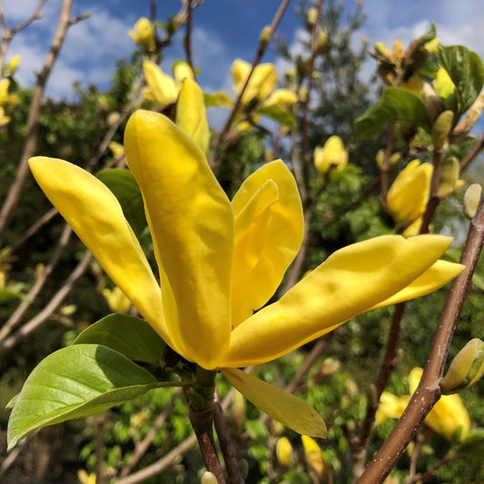 Magnolia 'Daphne'