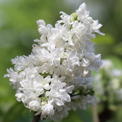 Syringa vul. 'Souvenir d'Alice Harding' – Majestic Trees
