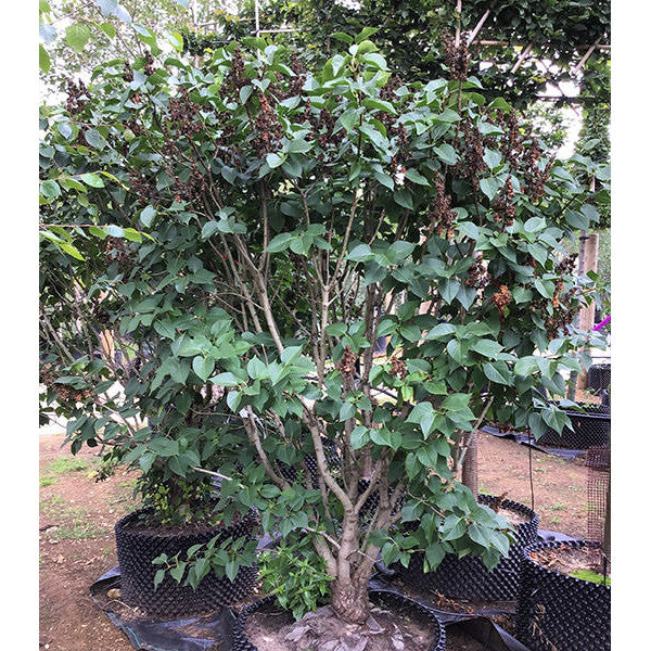 Syringa vul. 'Souvenir d'Alice Harding' – Majestic Trees